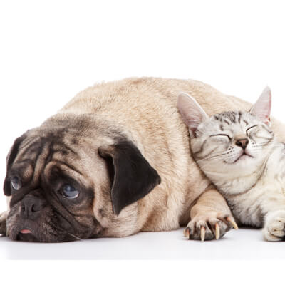 About Citronelle Veterinary Clinic in Citronelle, Alabama - cat and dog