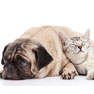 About Citronelle Veterinary Clinic in Citronelle, Alabama